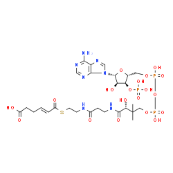 ChemSpider 2D Image | trans-2,3-didehydroadipoyl-CoA | C27H42N7O19P3S