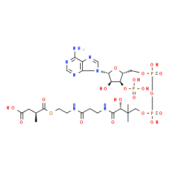 ChemSpider 2D Image | (2S)-methylsuccinyl-CoA | C26H42N7O19P3S