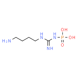 ChemSpider 2D Image | [N-(4-Aminobutyl)carbamimidoyl]phosphoramidic acid | C5H15N4O3P