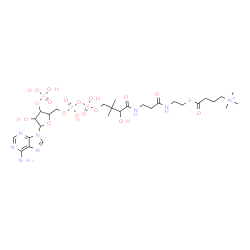 ChemSpider 2D Image | 1-[5-(6-Amino-9H-purin-9-yl)-4-hydroxy-3-(phosphonooxy)tetrahydro-2-furanyl]-3,5,9-trihydroxy-N,N,N,8,8-pentamethyl-10,14,19-trioxo-2,4,6-trioxa-18-thia-11,15-diaza-3,5-diphosphadocosan-22-aminium 3,5
-dioxide | C28H50N8O17P3S