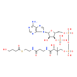 ChemSpider 2D Image | 4-Hydroxybutyryl-CoA | C25H42N7O18P3S