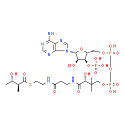 ChemSpider 2D Image | (2S,3S)-3-hydroxy-2-methylbutanoyl-CoA | C26H44N7O18P3S