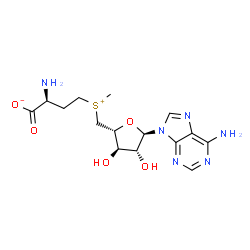 ChemSpider 2D Image | (2S)-2-Amino-4-[{[(2R,3R,4R,5R)-5-(6-amino-9H-purin-9-yl)-3,4-dihydroxytetrahydro-2-furanyl]methyl}(methyl)sulfonio]butanoate (non-preferred name) | C15H22N6O5S