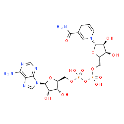 ChemSpider 2D Image | [[(2S,3R,4S,5S)-5-(6-aminopurin-9-yl)-3,4-dihydroxy-tetrahydrofuran-2-yl]methoxy-hydroxy-phosphoryl] [(2S,3R,4S,5S)-5-(3-carbamoyl-4H-pyridin-1-yl)-3,4-dihydroxy-tetrahydrofuran-2-yl]methyl hydrogen phosphate | C21H29N7O14P2