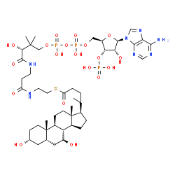 ChemSpider 2D Image | S-{(9R)-1-[(2R,3S,4R,5R)-5-(6-Amino-9H-purin-9-yl)-4-hydroxy-3-(phosphonooxy)tetrahydro-2-furanyl]-3,5,9-trihydroxy-8,8-dimethyl-3,5-dioxido-10,14-dioxo-2,4,6-trioxa-11,15-diaza-3lambda~5~,5lambda~5~-
diphosphaheptadecan-17-yl} (4R)-4-[(3R,5S,7S,8R,9S,10S,13R,14S,17R)-3,7-dihydroxy-10,13-dimethylhexadecahydro-1H-cyclopenta[a]phenanthren-17-yl]pentanethioate (non-preferred name) | C45H74N7O19P3S