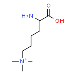 ChemSpider 2D Image | 5-Amino-5-carboxypentyltrimethylammonium | C9H21N2O2