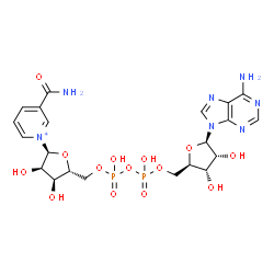 ChemSpider 2D Image | [[(2R,3S,4R,5R)-5-(6-aminopurin-9-yl)-3,4-dihydroxy-tetrahydrofuran-2-yl]methoxy-hydroxy-phosphoryl] [(2R,3S,4R,5S)-5-(3-carbamoylpyridin-1-ium-1-yl)-3,4-dihydroxy-tetrahydrofuran-2-yl]methyl hydrogen phosphate | C21H28N7O14P2