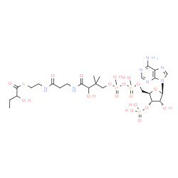 ChemSpider 2D Image | S-{1-[(2R,3S,4R,5R)-5-(6-Amino-9H-purin-9-yl)-4-hydroxy-3-(phosphonooxy)tetrahydro-2-furanyl]-3,5,9-trihydroxy-8,8-dimethyl-3,5-dioxido-10,14-dioxo-2,4,6-trioxa-11,15-diaza-3lambda~5~,5lambda~5~-dipho
sphaheptadecan-17-yl} 2-hydroxybutanethioate | C25H42N7O18P3S