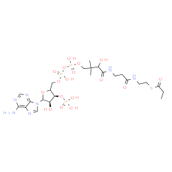 ChemSpider 2D Image | S-[2-[3-[[4-[[[(3S,4R)-5-(6-aminopurin-9-yl)-4-hydroxy-3-phosphonooxy-tetrahydrofuran-2-yl]methoxy-hydroxy-phosphoryl]oxy-hydroxy-phosphoryl]oxy-2-hydroxy-3,3-dimethyl-butanoyl]amino]propanoylamino]ethyl] propanethioate | C24H40N7O17P3S