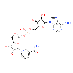 ChemSpider 2D Image | [[(2S,3S,4R,5R)-5-(6-aminopurin-9-yl)-3,4-dihydroxy-tetrahydrofuran-2-yl]methoxy-hydroxy-phosphoryl] [(2R,3S,4R,5S)-5-(3-carbamoylpyridin-1-ium-1-yl)-3,4-dihydroxy-tetrahydrofuran-2-yl]methyl phosphate | C21H27N7O14P2
