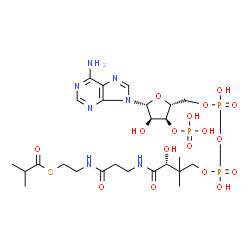 ChemSpider 2D Image | Isobutyryl coA | C25H42N7O17P3S