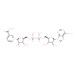 ChemSpider 2D Image | [[(2R,3S,4R,5R)-5-(6-aminopurin-9-yl)-3,4-dihydroxy-tetrahydrofuran-2-yl]methoxy-hydroxy-phosphoryl] [(2S,3R,4S,5S)-5-(3-carbamoylpyridin-1-ium-1-yl)-3,4-dihydroxy-tetrahydrofuran-2-yl]methyl phosphate | C21H27N7O14P2