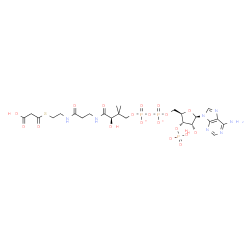 ChemSpider 2D Image | Adenosine, 5'-O-[[[[(3R)-4-[[3-[[2-[(2-carboxyacetyl)thio]ethyl]amino]-3-oxopropyl]amino]-3-hydroxy-2,2-dimethyl-4-oxobutoxy]hydroxyphosphinyl]oxy]hydroxyphosphinyl]-, 3'-(dihydrogen phosphate), ion(3
-) | C24H35N7O19P3S