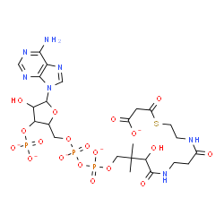 ChemSpider 2D Image | 1-[5-(6-Amino-9H-purin-9-yl)-4-hydroxy-3-(phosphonatooxy)tetrahydro-2-furanyl]-9-hydroxy-8,8-dimethyl-3,5-dioxido-10,14,19-trioxo-2,4,6-trioxa-18-thia-11,15-diaza-3,5-diphosphahenicosan-21-oate 3,5-di
oxide | C24H33N7O19P3S