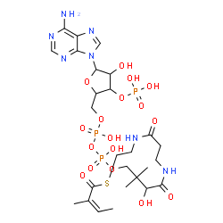 ChemSpider 2D Image | S-[2-[3-[[4-[[[5-(6-aminopurin-9-yl)-4-hydroxy-3-phosphonooxy-tetrahydrofuran-2-yl]methoxy-hydroxy-phosphoryl]oxy-hydroxy-phosphoryl]oxy-2-hydroxy-3,3-dimethyl-butanoyl]amino]propanoylamino]ethyl] (Z)-2-methylbut-2-enethioate | C26H42N7O17P3S