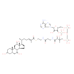 ChemSpider 2D Image | (24E)-3alpha,7alpha,12alpha-trihydroxy-5beta-cholest-24-en-26-oyl-CoA | C48H78N7O20P3S