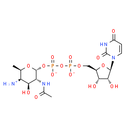 ChemSpider 2D Image | [(2R,3R,4S,5S,6R)-3-acetamido-5-azaniumyl-4-hydroxy-6-methyl-tetrahydropyran-2-yl] [[(2R,3S,4R,5R)-5-(2,4-dioxopyrimidin-1-yl)-3,4-dihydroxy-tetrahydrofuran-2-yl]methoxy-oxido-phosphoryl] phosphate | C17H27N4O15P2
