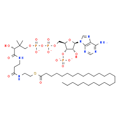 ChemSpider 2D Image | Adenosine, 5'-O-[hydroxy[[hydroxy[(3R)-3-hydroxy-2,2-dimethyl-4-oxo-4-[[3-oxo-3-[[2-[(1-oxohexacosyl)thio]ethyl]amino]propyl]amino]butoxy]phosphinyl]oxy]phosphinyl]-, 3'-(dihydrogen phosphate), ion(4-
) | C47H82N7O17P3S