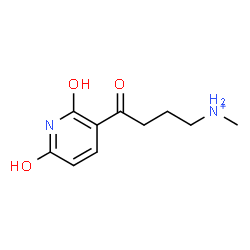 ChemSpider 2D Image | 4-(2-Hydroxy-6-oxo-1,6-dihydro-3-pyridinyl)-N-methyl-4-oxo-1-butanaminium | C10H15N2O3