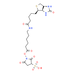 ChemSpider 2D Image | 2,5-Dioxo-1-{[6-({5-[(4R)-2-oxohexahydro-1H-thieno[3,4-d]imidazol-4-yl]pentanoyl}amino)hexanoyl]oxy}-3-pyrrolidinesulfonic acid | C20H30N4O9S2