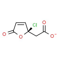 ChemSpider 2D Image | [(2R)-2-Chloro-5-oxo-2,5-dihydro-2-furanyl]acetate | C6H4ClO4