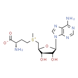 ChemSpider 2D Image | (2S)-2-Amino-4-[{[(2S,3S,4R,5R)-5-(6-amino-9H-purin-9-yl)-3,4-dihydroxytetrahydro-2-furanyl]methyl}(methyl)sulfonio]butanoate (non-preferred name) | C15H22N6O5S