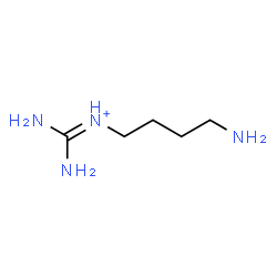 ChemSpider 2D Image | Diamino-N-(4-aminobutyl)methaniminium | C5H15N4