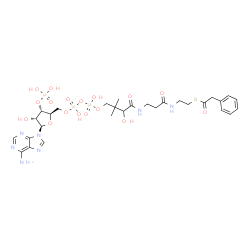 ChemSpider 2D Image | S-{1-[(2R,3S,4R,5R)-5-(6-Amino-9H-purin-9-yl)-4-hydroxy-3-(phosphonooxy)tetrahydro-2-furanyl]-3,5,9-trihydroxy-8,8-dimethyl-3,5-dioxido-10,14-dioxo-2,4,6-trioxa-11,15-diaza-3lambda~5~,5lambda~5~-dipho
sphaheptadecan-17-yl} phenylethanethioate | C29H42N7O17P3S