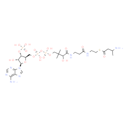 ChemSpider 2D Image | S-{1-[(2R,3S,4R,5R)-5-(6-Amino-9H-purin-9-yl)-4-hydroxy-3-(phosphonooxy)tetrahydro-2-furanyl]-3,5,9-trihydroxy-8,8-dimethyl-3,5-dioxido-10,14-dioxo-2,4,6-trioxa-11,15-diaza-3lambda~5~,5lambda~5~-dipho
sphaheptadecan-17-yl} 3-aminobutanethioate | C25H43N8O17P3S