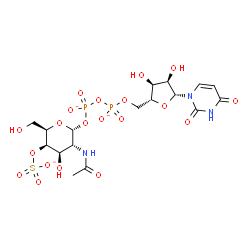ChemSpider 2D Image | [(2R,3R,4R,5R,6R)-3-acetamido-4-hydroxy-6-(hydroxymethyl)-5-sulfonatooxy-tetrahydropyran-2-yl] [[(2R,3S,4R,5R)-5-(2,4-dioxopyrimidin-1-yl)-3,4-dihydroxy-tetrahydrofuran-2-yl]methoxy-oxido-phosphoryl] phosphate | C17H24N3O20P2S