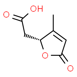 ChemSpider 2D Image | [(2R)-3-Methyl-5-oxo-2,5-dihydro-2-furanyl]acetic acid | C7H8O4