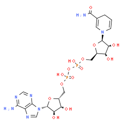 ChemSpider 2D Image | [[(2R,3R,4R,5R)-5-(6-aminopurin-9-yl)-3,4-dihydroxy-tetrahydrofuran-2-yl]methoxy-hydroxy-phosphoryl] [(2R,3R,4R,5R)-5-(3-carbamoyl-4H-pyridin-1-yl)-3,4-dihydroxy-tetrahydrofuran-2-yl]methyl hydrogen phosphate | C21H29N7O14P2