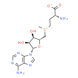 ChemSpider 2D Image | (2R)-2-Amino-4-[{[(2R,3R,4S,5S)-5-(6-amino-9H-purin-9-yl)-3,4-dihydroxytetrahydro-2-furanyl]methyl}(methyl)sulfonio]butanoate (non-preferred name) | C15H22N6O5S