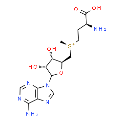 ChemSpider 2D Image | [(3S)-3-Amino-3-carboxypropyl]{[(2S,3S,4R)-5-(6-amino-9H-purin-9-yl)-3,4-dihydroxytetrahydro-2-furanyl]methyl}methylsulfonium (non-preferred name) | C15H23N6O5S