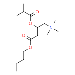 ChemSpider 2D Image | 4-Butoxy-2-(isobutyryloxy)-N,N,N-trimethyl-4-oxo-1-butanaminium | C15H30NO4