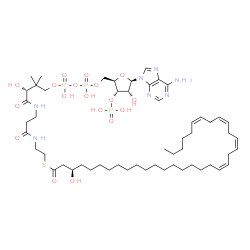 ChemSpider 2D Image | S-{(9R)-1-[(2R,3S,4R,5R)-5-(6-Amino-9H-purin-9-yl)-4-hydroxy-3-(phosphonooxy)tetrahydro-2-furanyl]-3,5,9-trihydroxy-8,8-dimethyl-3,5-dioxido-10,14-dioxo-2,4,6-trioxa-11,15-diaza-3lambda~5~,5lambda~5~-
diphosphaheptadecan-17-yl} (3R,19Z,22Z,25Z,28Z)-3-hydroxy-19,22,25,28-tetratriacontatetraenethioate | C55H94N7O18P3S