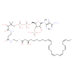 ChemSpider 2D Image | S-{(9R)-1-[(2R,3S,4R,5R)-5-(6-Amino-9H-purin-9-yl)-4-hydroxy-3-(phosphonooxy)tetrahydro-2-furanyl]-3,5,9-trihydroxy-8,8-dimethyl-3,5-dioxido-10,14-dioxo-2,4,6-trioxa-11,15-diaza-3lambda~5~,5lambda~5~-
diphosphaheptadecan-17-yl} (3R,10Z,13Z,16Z,19Z,22Z,25Z)-3-hydroxy-10,13,16,19,22,25-octacosahexaenethioate | C49H78N7O18P3S