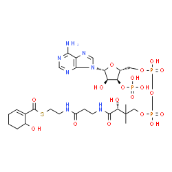 ChemSpider 2D Image | 6-hydroxycyclohex-1-ene-1-carbonyl-CoA | C28H44N7O18P3S