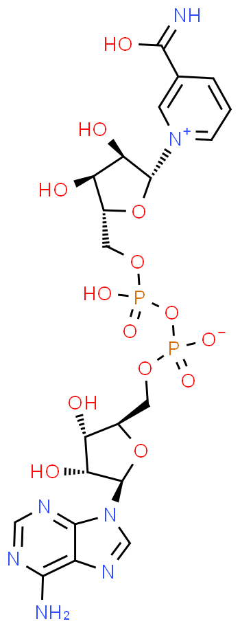 ß-Nicotinamide adenine dinucleotide