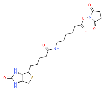 Succinimidil 6-(biotinamide)esanoato